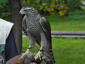 Смотреть фото Ястреб-тетеревятник Фото Ястреб-тетеревятник