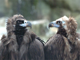 Смотреть фото Чья семья самая дружная? Самые верные животные Фото Чья семья самая дружная? Самые верные животные