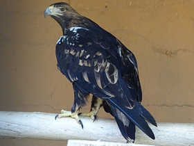 Фото Испанский могильник