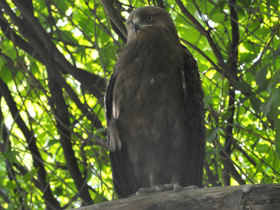 Фото Малый подорлик