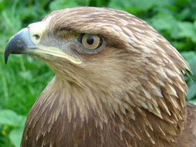 Фото Малый подорлик