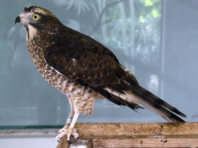 Смотреть фото Ястребиный сарыч Фото Ястребиный сарыч