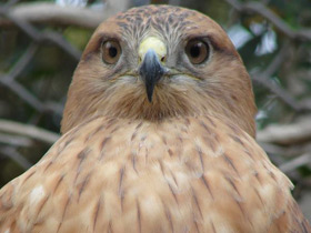 Курганник Курганник