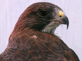 Фото Свенсонов канюк