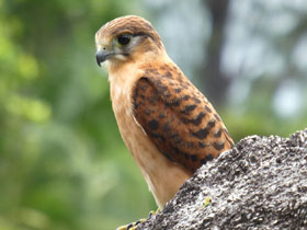 Фото Сейшельская пустельга