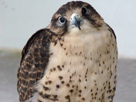 Смотреть фото Балобан Фото Балобан