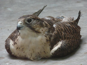 Смотреть фото Балобан Фото Балобан