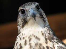 Смотреть фото Балобан Фото Балобан