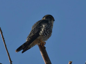 Смотреть фото Дербник Фото Дербник