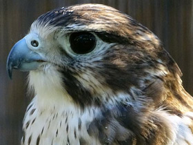 Смотреть фото Мексиканский сокол Фото Мексиканский сокол