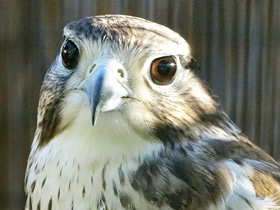 Смотреть фото Мексиканский сокол Фото Мексиканский сокол