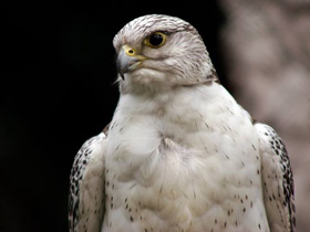 Фото Кречет