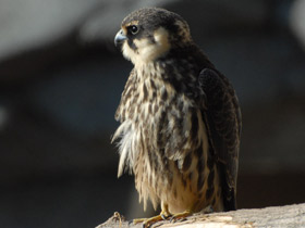 Смотреть фото Чеглок Фото Чеглок