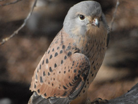 Фото Обыкновенная пустельга