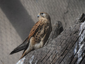 Фото Обыкновенная пустельга