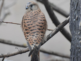Фото Обыкновенная пустельга