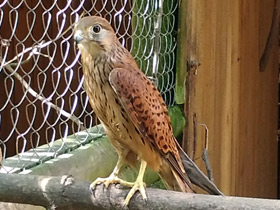 Фото Обыкновенная пустельга