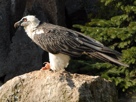 Фото Бородач