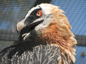 Фото Бородач