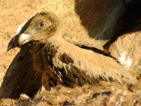 Фото Бородач