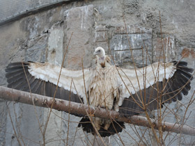 Смотреть фото Белоголовый сип Фото Белоголовый сип