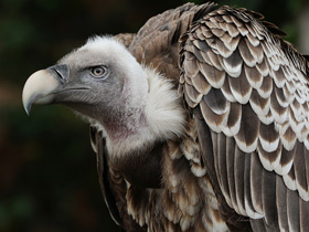 Смотреть фото Гриф Рюппеля Фото Гриф Рюппеля