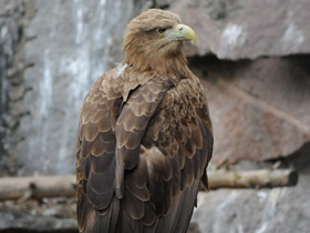 Орлан-белохвост Орлан-белохвост