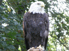 Смотреть фото Белоголовый орлан Фото Белоголовый орлан
