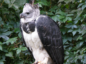 Смотреть фото Южноамериканская гарпия Фото Южноамериканская гарпия