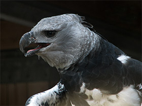 Смотреть фото Южноамериканская гарпия Фото Южноамериканская гарпия