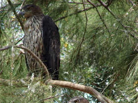 Фото Ястребиный орел