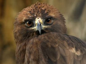 Фото Орёл-карлик