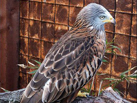 Фото Красный коршун