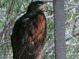 Фото Пустынный канюк