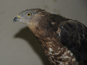 Смотреть фото Осоед Фото Осоед