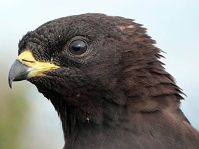 Смотреть фото Осоед Фото Осоед