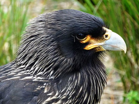 Фото Южная каракара