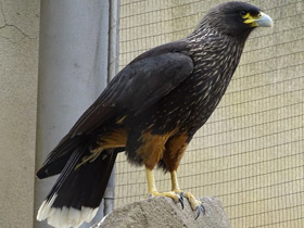 Фото Южная каракара