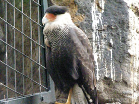 Фото Обыкновенная каракара