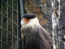 Фото Обыкновенная каракара