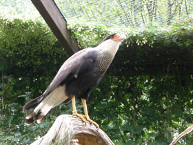 Фото Обыкновенная каракара