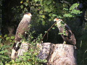 Фото Обыкновенная каракара