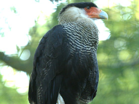 Фото Обыкновенная каракара