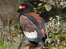 Смотреть фото Орёл-скоморох Фото Орёл-скоморох