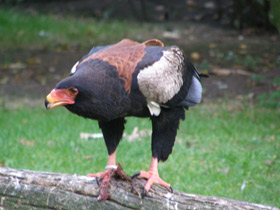 Смотреть фото Орёл-скоморох Фото Орёл-скоморох