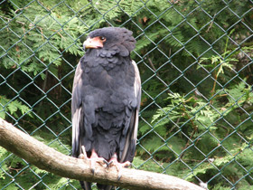 Смотреть фото Орёл-скоморох Фото Орёл-скоморох