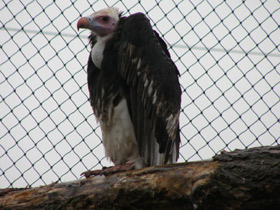 Смотреть фото Африканский белогорлый гриф Фото Африканский белогорлый гриф