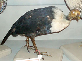 Смотреть фото Белобрюхая тёмная цесарка Фото Белобрюхая тёмная цесарка