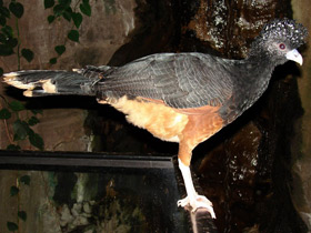 Фото Синеклювый кракс