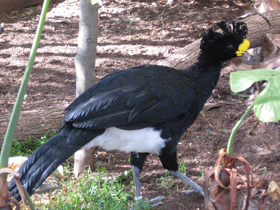 Смотреть фото Большой кракс Фото Большой кракс